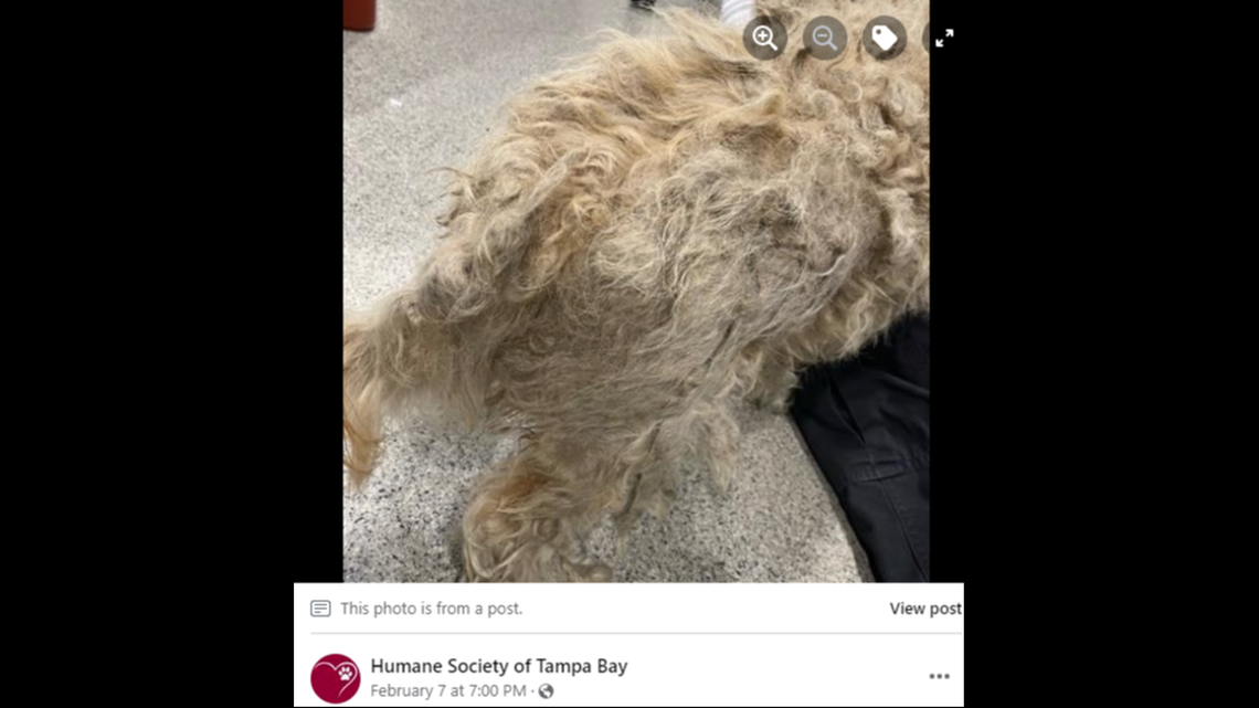 Uncomfortable matting left Wylar in pain until they could be removed by veterinary staff, the humane society said.