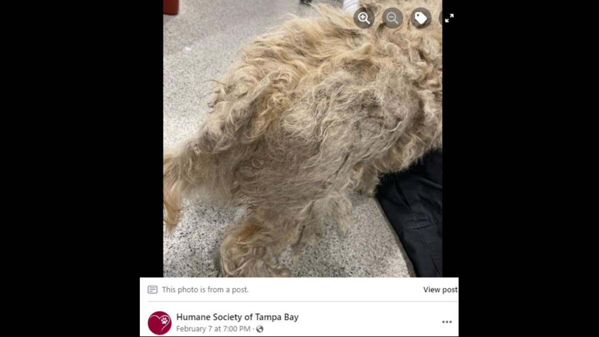 Uncomfortable matting left Wylar in pain until they could be removed by veterinary staff, the humane society said.