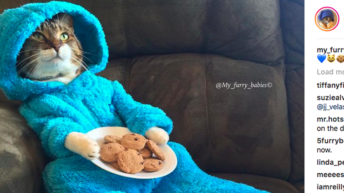 A U.S. embassy in Canberra, Australia apologized and said a training error caused people to receive an invitation to a meeting that featured a picture of a reclining cat wearing pajamas and eating cookies.
