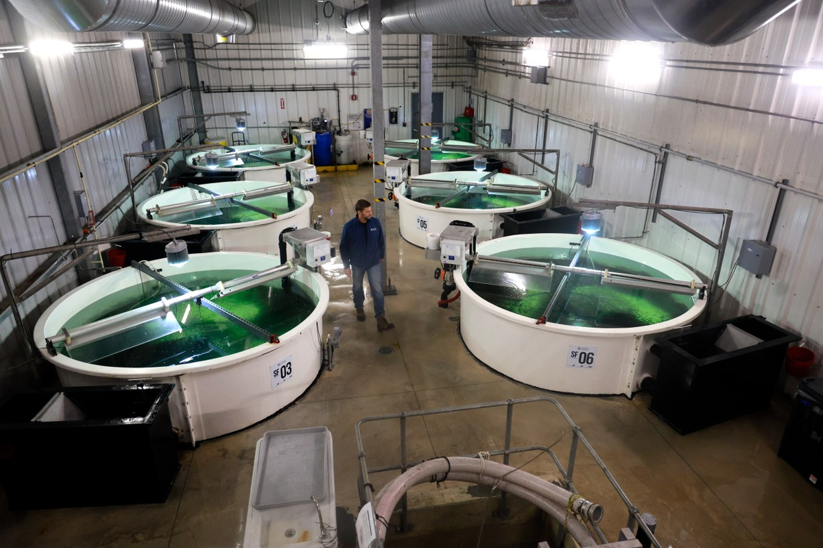 Gunnar Aasbø-Skinderhaug walks among tanks of fingerling salmon. Each tank contains some 50,000 fish.
