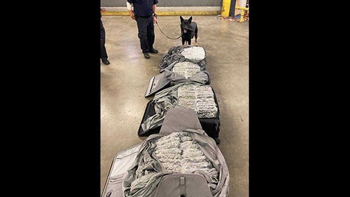 A 2-year-old narcotics dog alerted officials to 114 pounds of marijuana stuffed into suitcases set for a London-bound flight from Pennsylvania, border officials said.