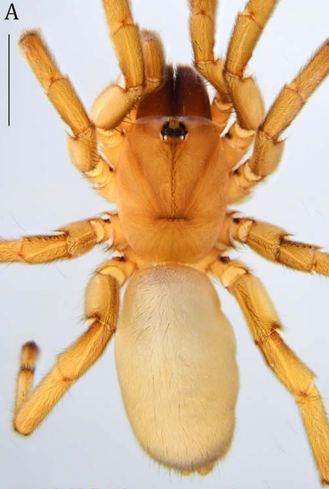 A preserved Idioctis parilarilao, or Parilarilao trapdoor spider, specimen.