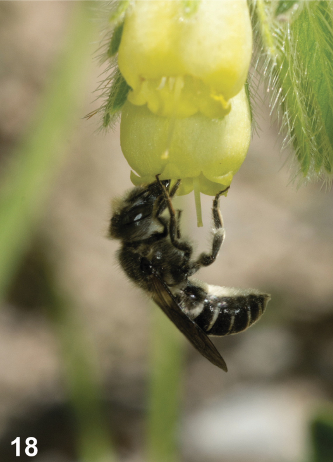 The bees use the appendange to reach the bottom of their sole flower food, reaching nectar and pollen, the researchers said.