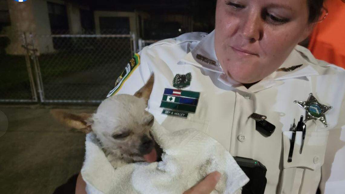 Deputy Holley from the Hillsborough County Sheriff’s Office holds a chihuahua that was rescued from a storm drain in Clair Mel City, Florida