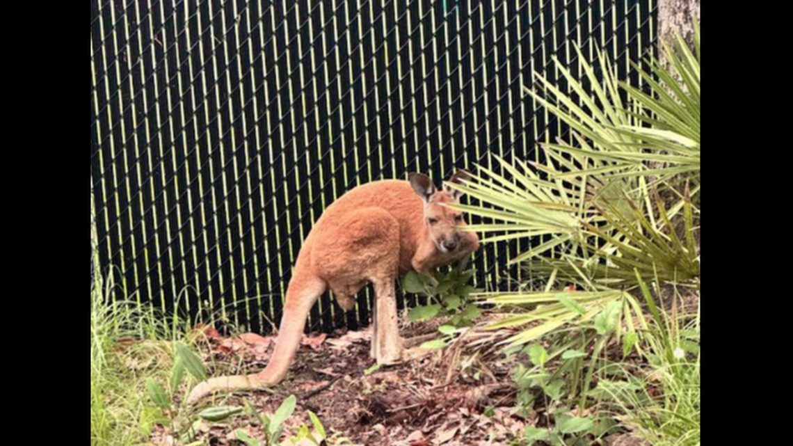 This photo of the captured kangaroo was released by the Florida Fish and Wildlife Conservation Commission. The animal’s owner has been found, officials said.