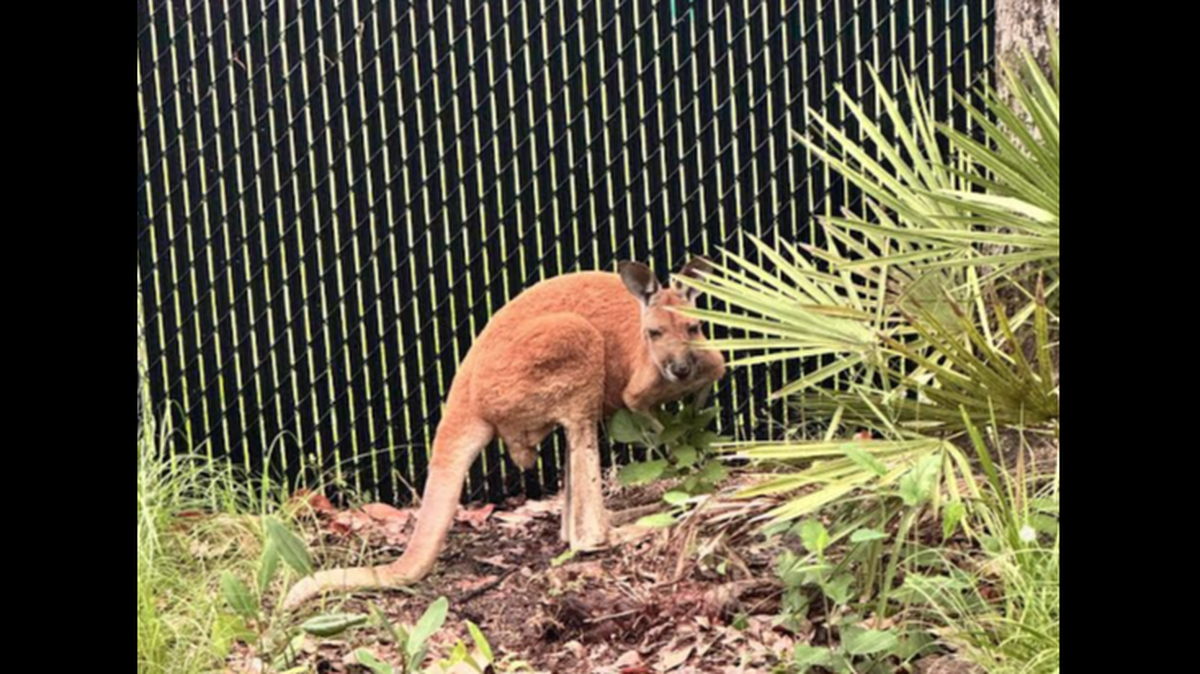 This photo of the captured kangaroo was released by the Florida Fish and Wildlife Conservation Commission. The owner of the animal is being sought.