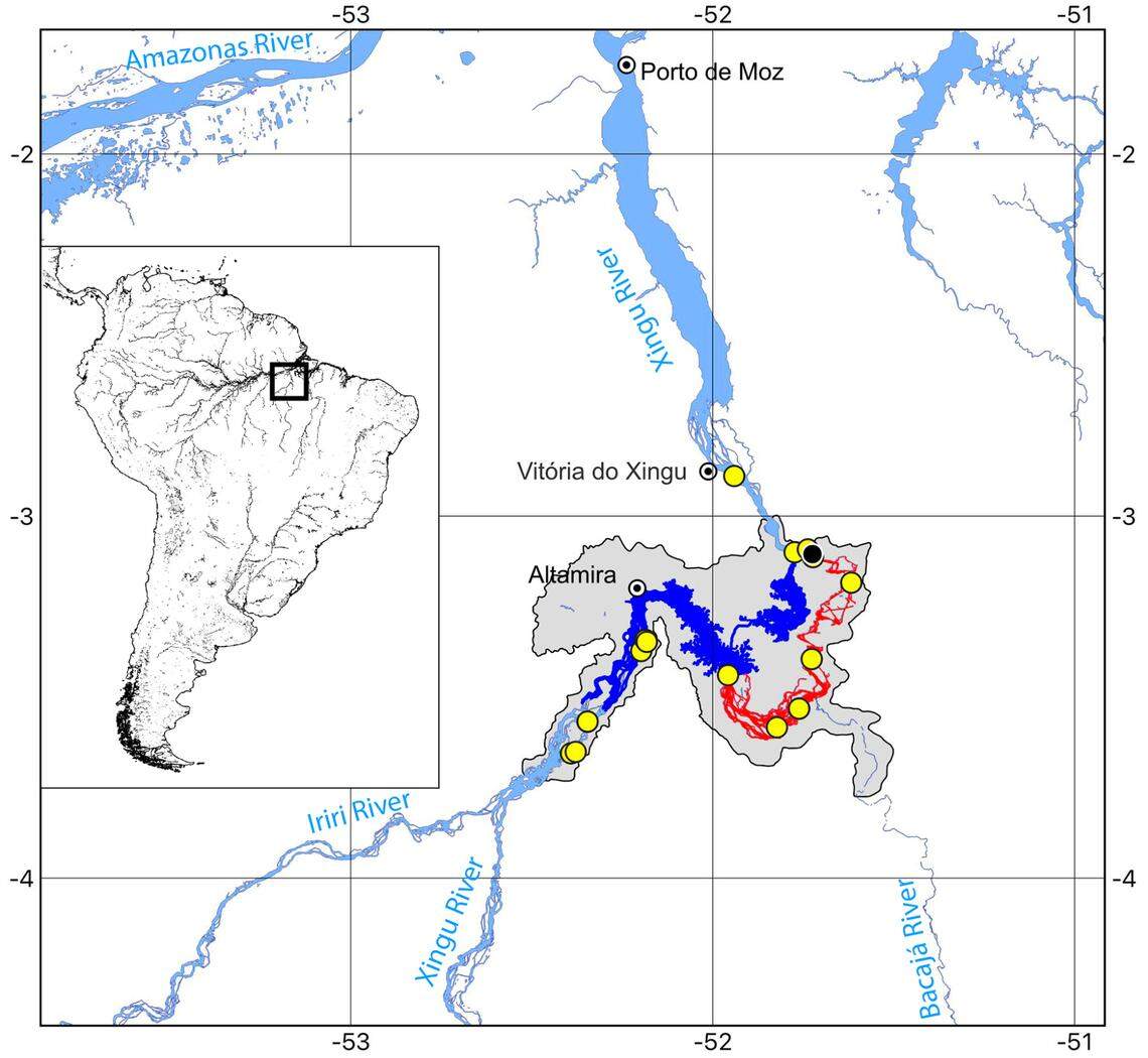 A map of where Scobinancistrus raonii, or Raoni’s armored catfish, has been found. Yellow dots show where specimens were collected.