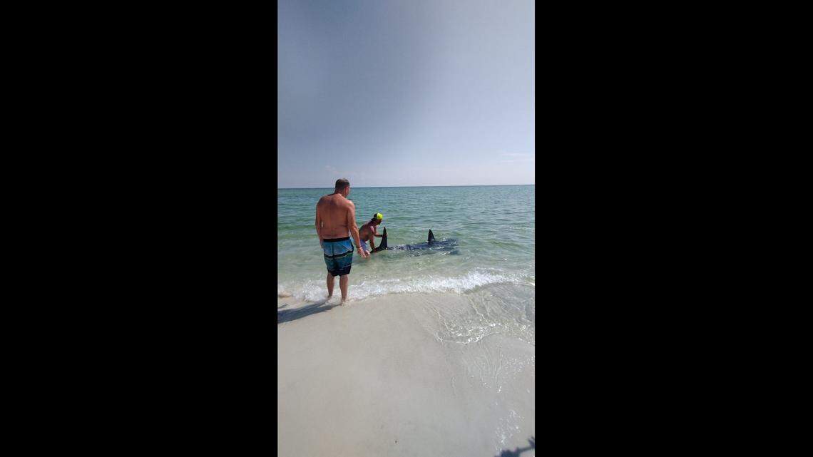 The shark swam back out into the ocean, Fey said.