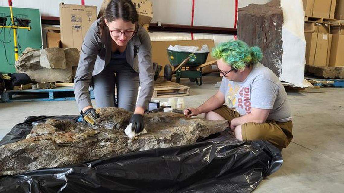 The dinosaurs may have walked in a more elegant gait than previously believed, a paleontologist said.