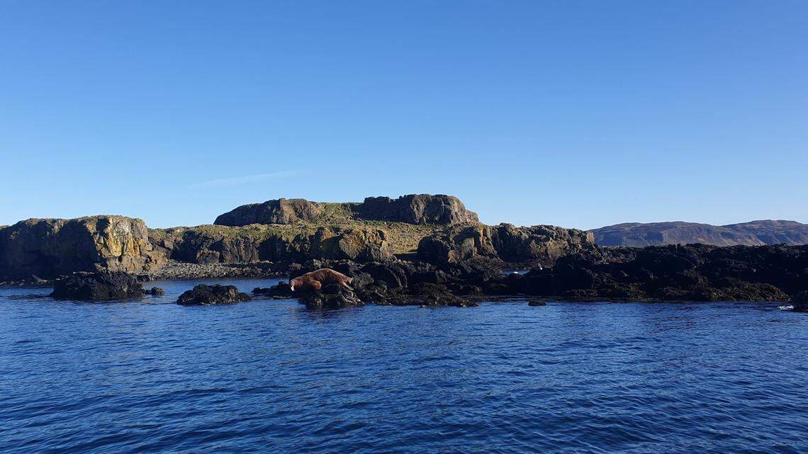 A fisherman in Hebrides spotted Arctic creature sunbathing on the rocks, the area’s first walrus sighting in 25 years, marine experts said.