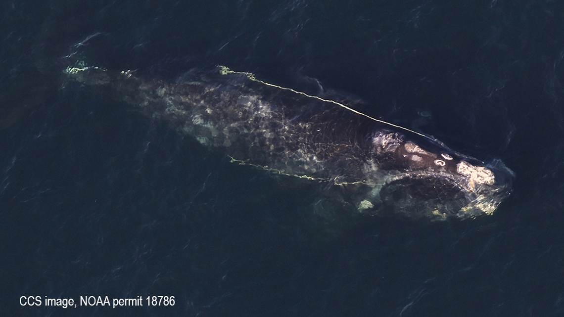 A critically endangered right whale tangled in rope has swam over 1,000 miles from Florida with its baby calf, according to the Center for Coastal Studies. It’s named Snow Cone.