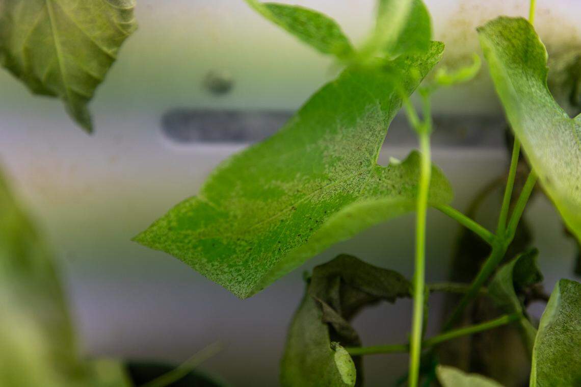 A leaf eaten by UF’s short-spined thrips colony.