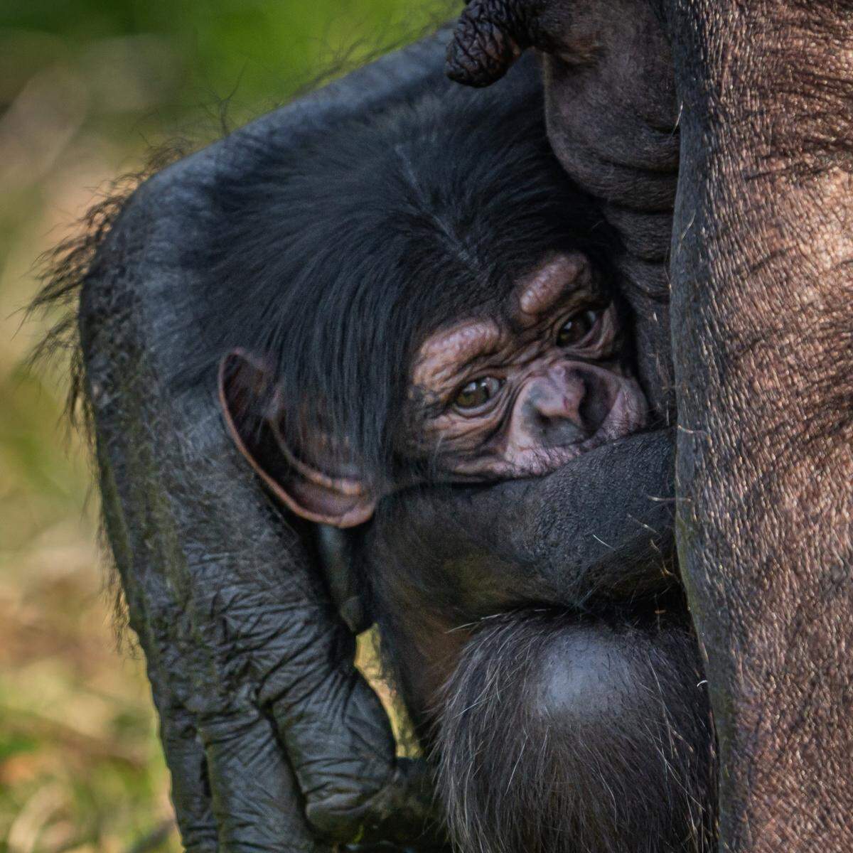 The baby was born in front of “astonished zoo visitors,” officials said.