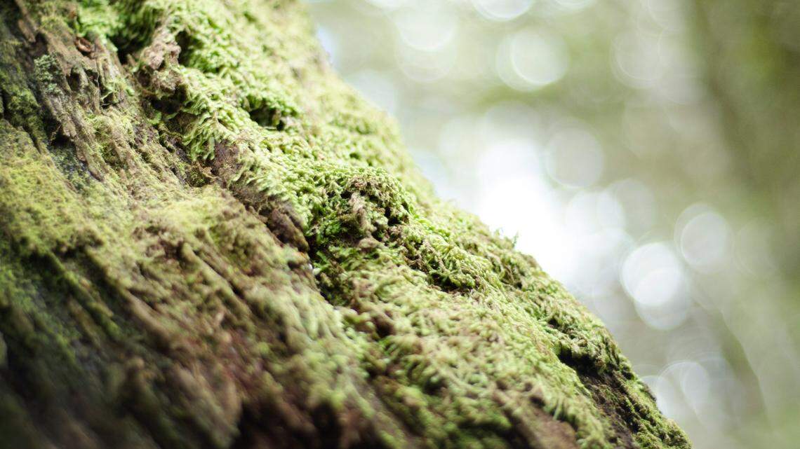 Found in the moss of a tree in a tropical lagoon, a new species has a tail longer than its body, researchers said.
