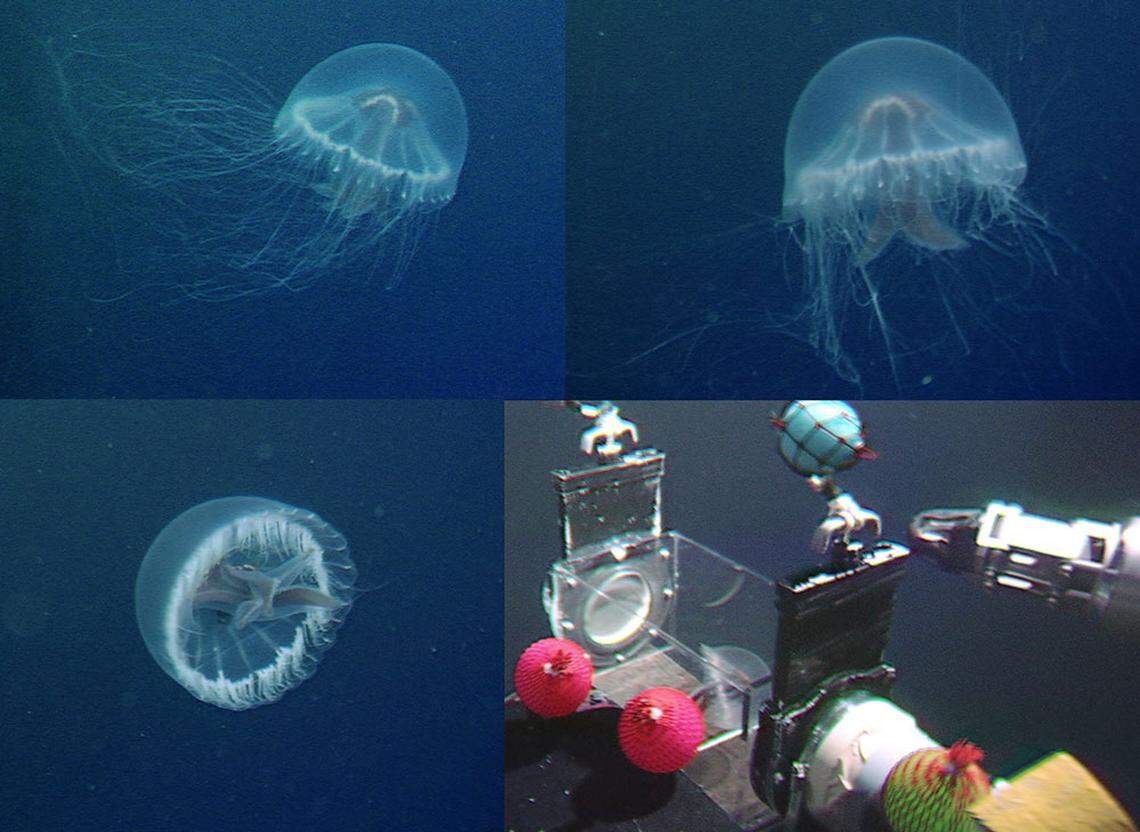 A Santjordia pagesi, or St. George’s cross medusa jellyfish, as seen in its natural habitat.
