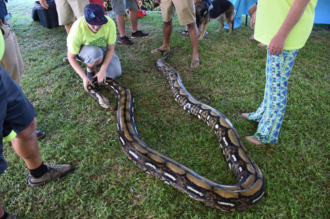 A reticulated python at Exotic Pet Amnesty Day at Fort Walton Beach in September 2016.