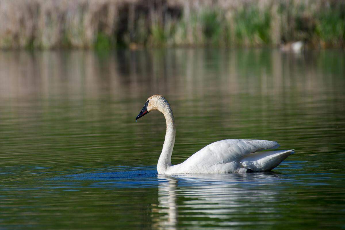 trumpeter swan swimming water
