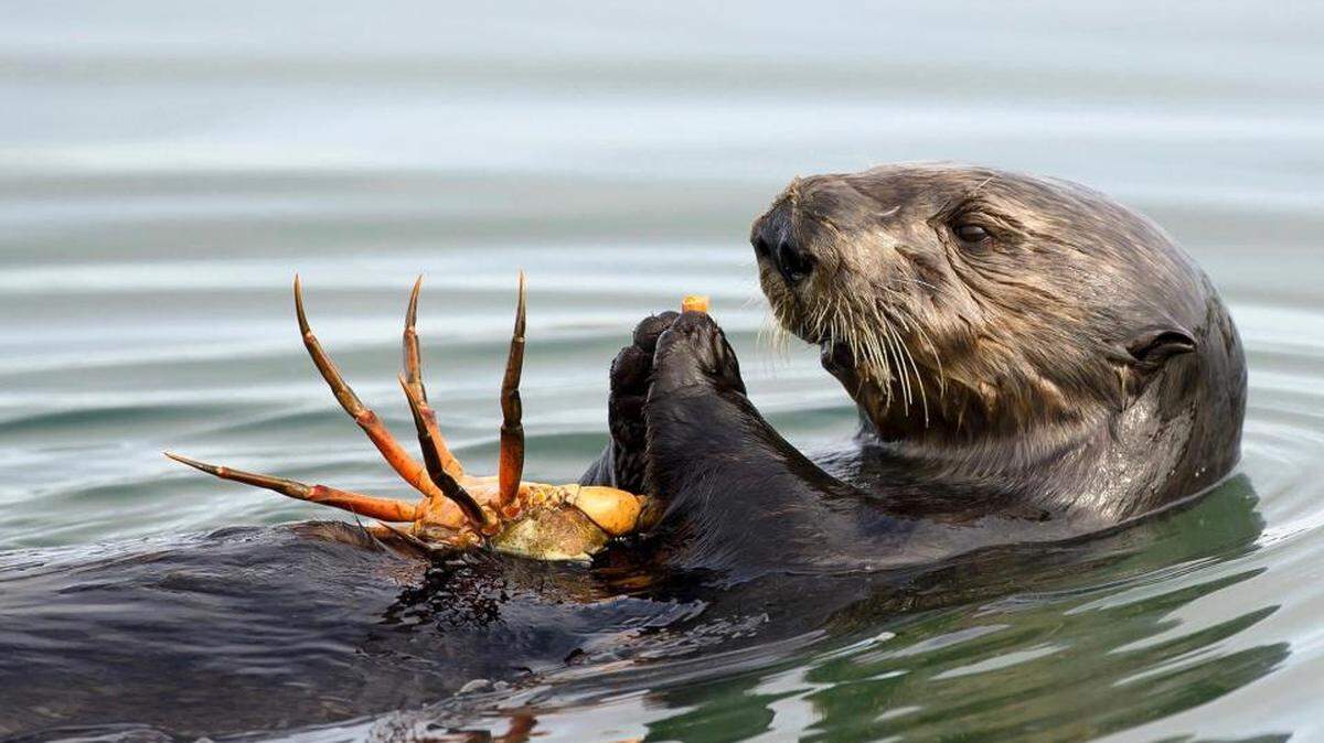 Researchers at the University of California, Davis discovered sea otters have a 1.7 times higher risk of dying from heart disease if they were exposed to high levels of the environmental toxin domoic acid within the last year.