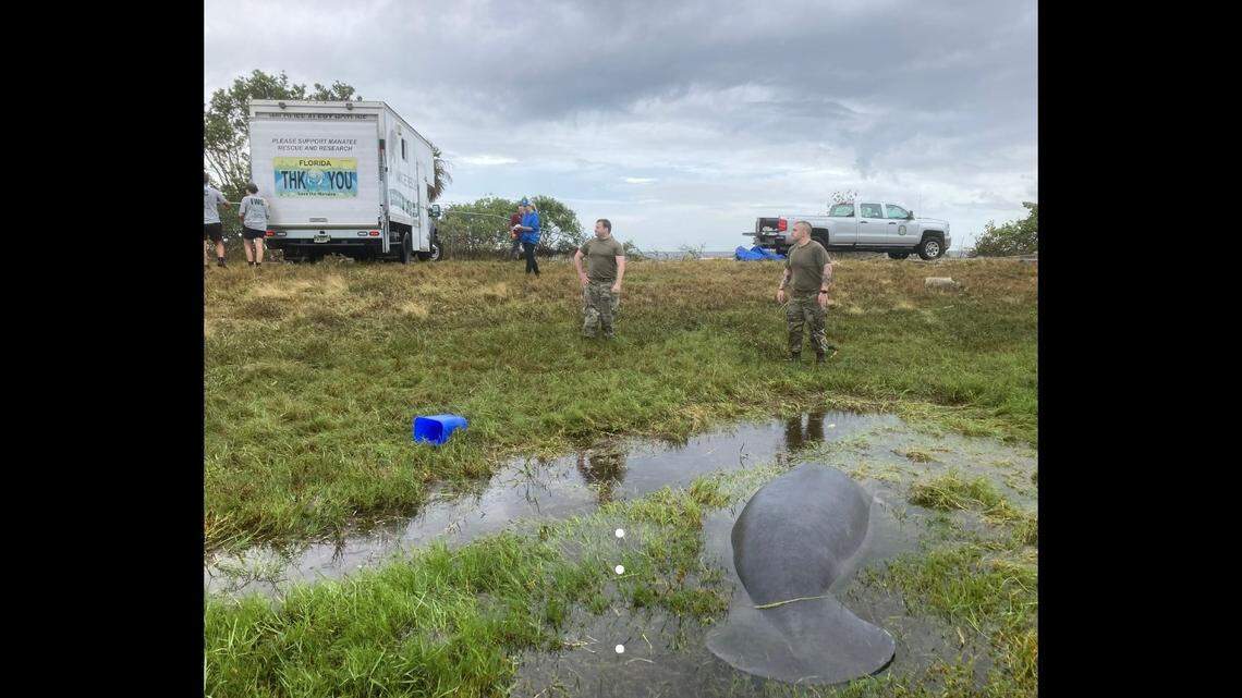 An 8-foot, 9-inch manatee is tough to miss at an Air Force Base, particularly when its sitting in a puddle next to the runway.
