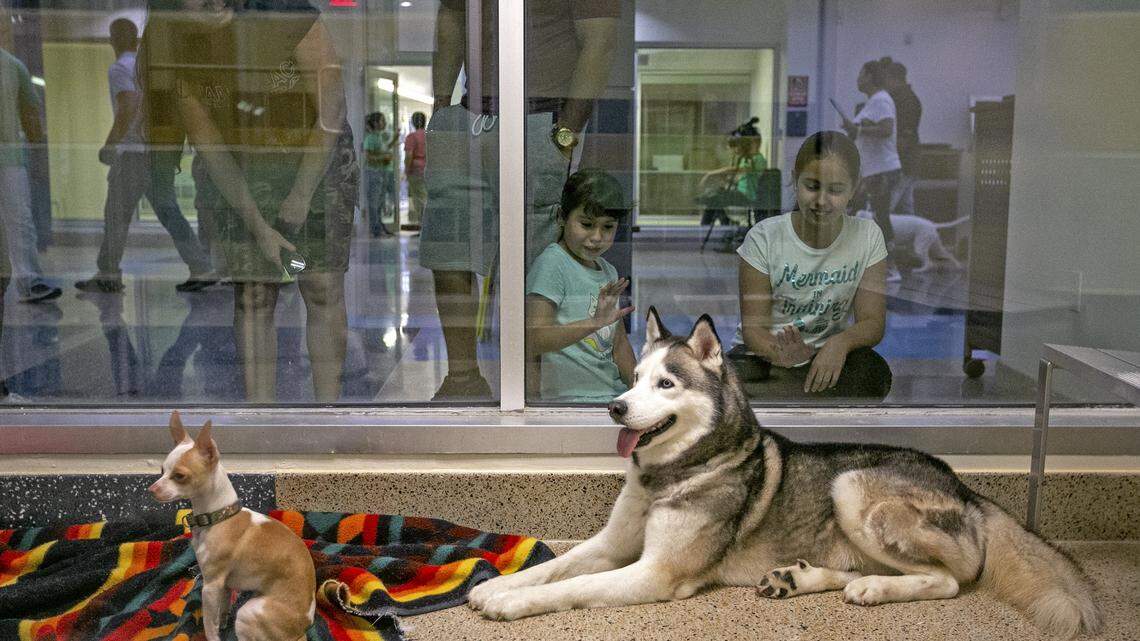 Here are 8 ways to celebrate International Dog Day with your best friend