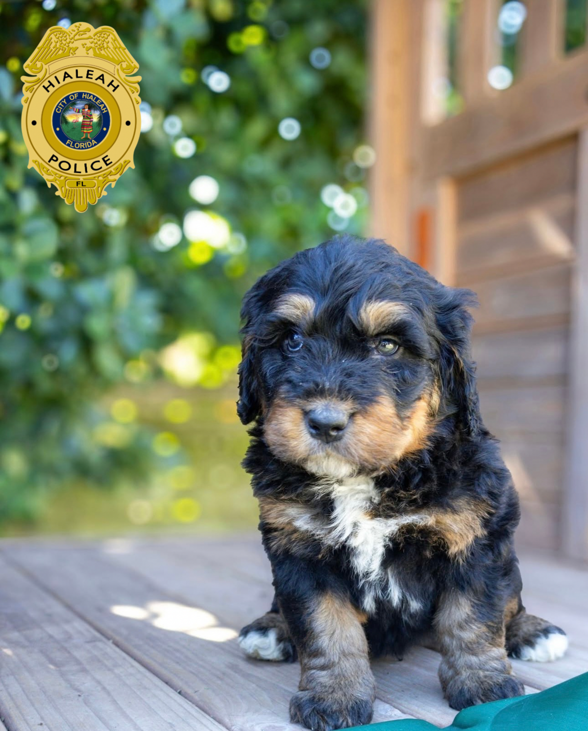 Dominó, un Bernedoodle, se incorporó al Departamento de Policía de Hialeah en marzo, con apenas ocho semanas de edad, después de que la concejal de la ciudad de Hialeah, Gelien Pérez, lo donara al municipio. Desde entonces, ha comenzado su entrenamiento para convertirse en el primer perro de apoyo emocional del departamento.