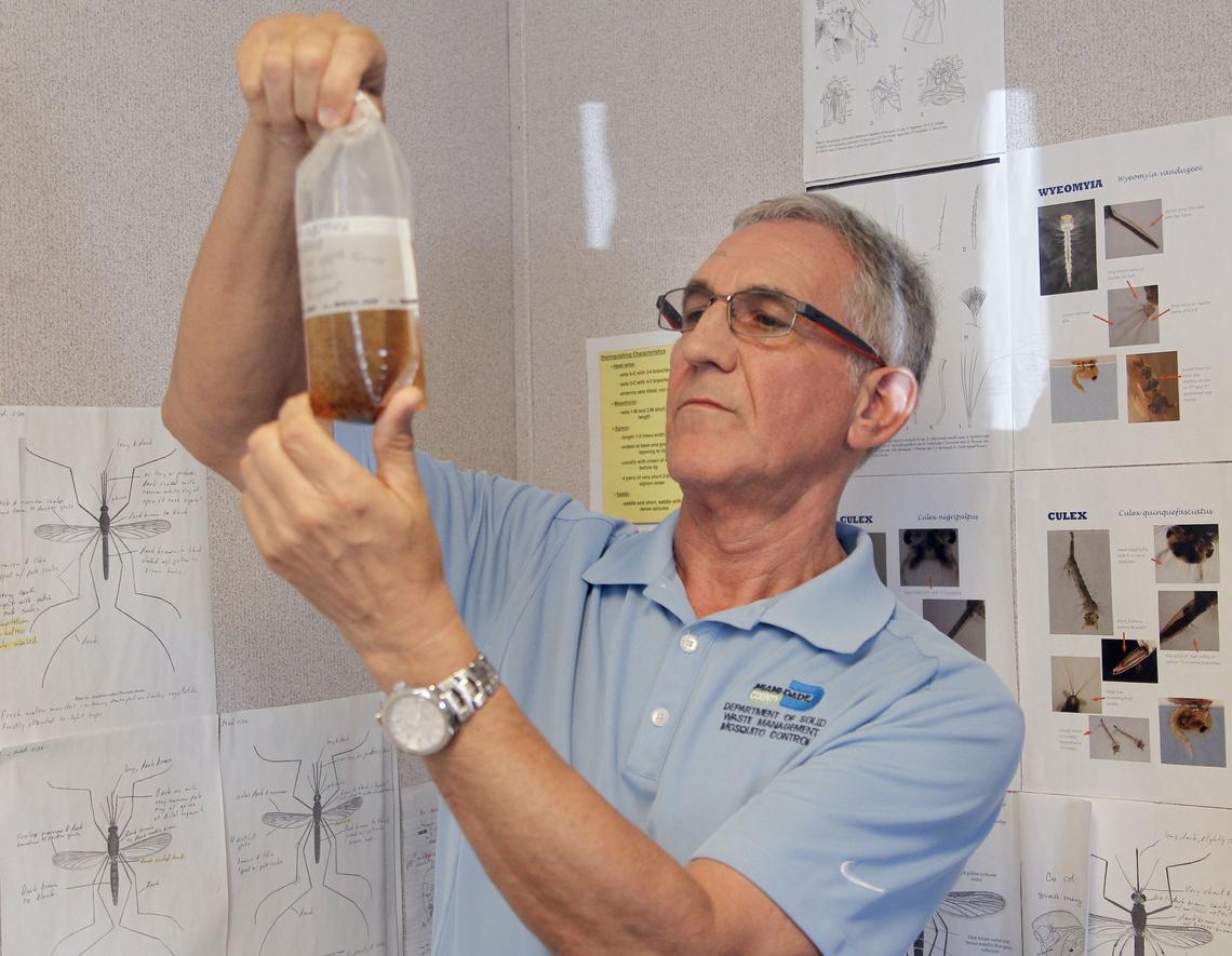 Miami-Dade County Mosquito Control Division chief Bill Petrie examines a sample of water containing mosquitoes and larvae at the county lab on Tuesday. Behind him is the ‘serial killer wall’ displaying pictures of mosquitoes that can carry diseases or are considered nuisances.