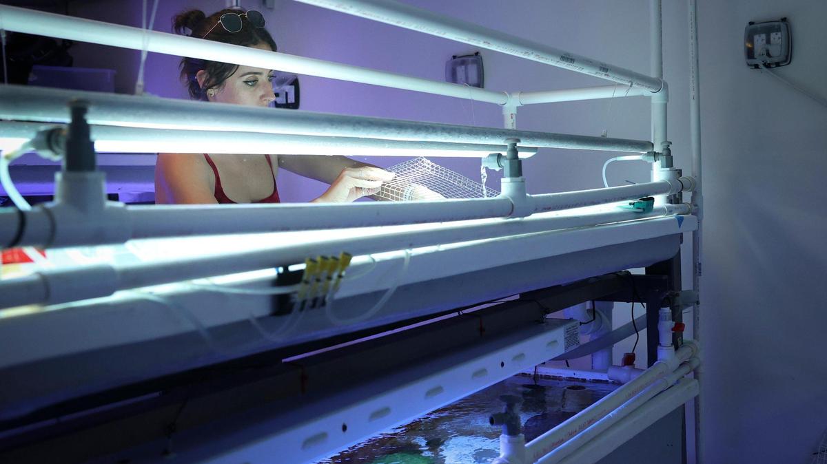 Catherine Lachnit, estudiante de maestría en Biología Marina de la Universidad de Miami (JM), atendiendo sus erizos de mar en un laboratorio en el complejo de la Escuela Rosenstiel de Ciencias Marinas, Atmosféricas y de la Tierra de UM en Virginia Key, el 15 de diciembre de 2022.