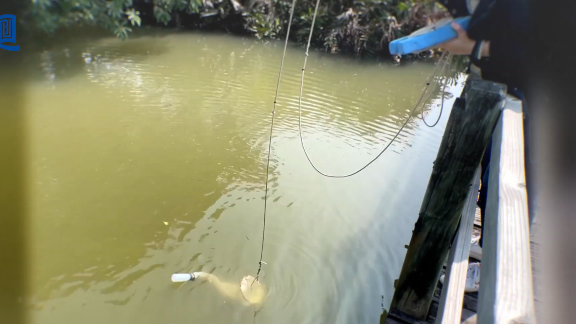 Researchers scooped water from a pond and discovered a new species of cube-shaped creature with 24 eyes, study said.