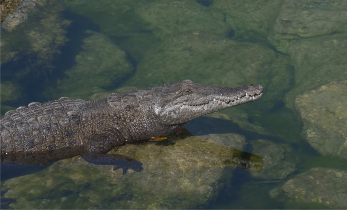 Relocating crocodiles is a challenge because they have a “remarkable ability to return to their original capture site,” according to a study published in The Journal of Wildlife Management.