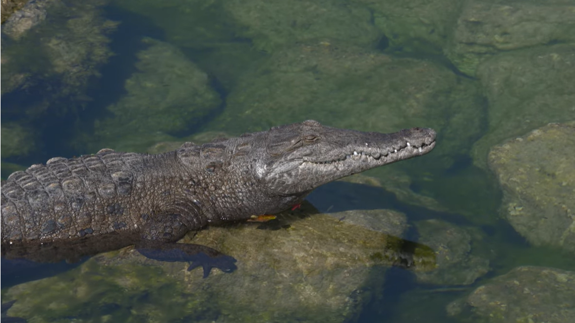 American crocodiles are rare and only 2,000 adults live in Florida. One was captured in Brevard County, which is the northern most range for the species.