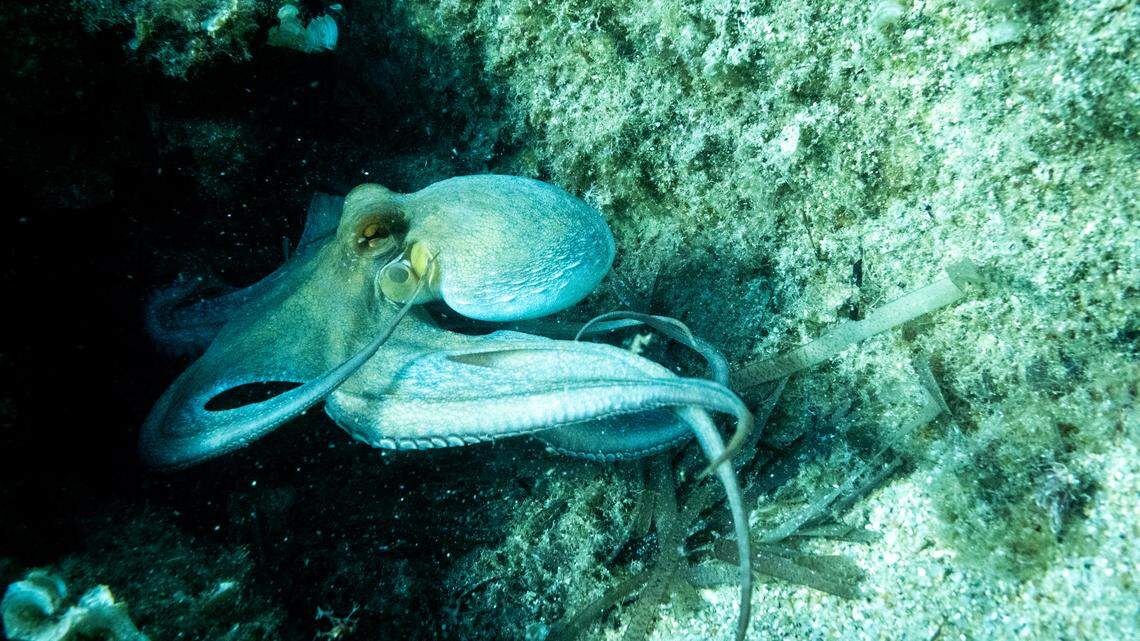 Underwater photograph in the Mediterranean Sea of a common octopus (Octopus vulgaris) at Propriano on the island of Corsica in the south of France on 9 August 2024. (Photo by Martin Bertrand / Hans Lucas via AFP) (Photo by MARTIN BERTRAND/Hans Lucas/AFP via Getty Images)