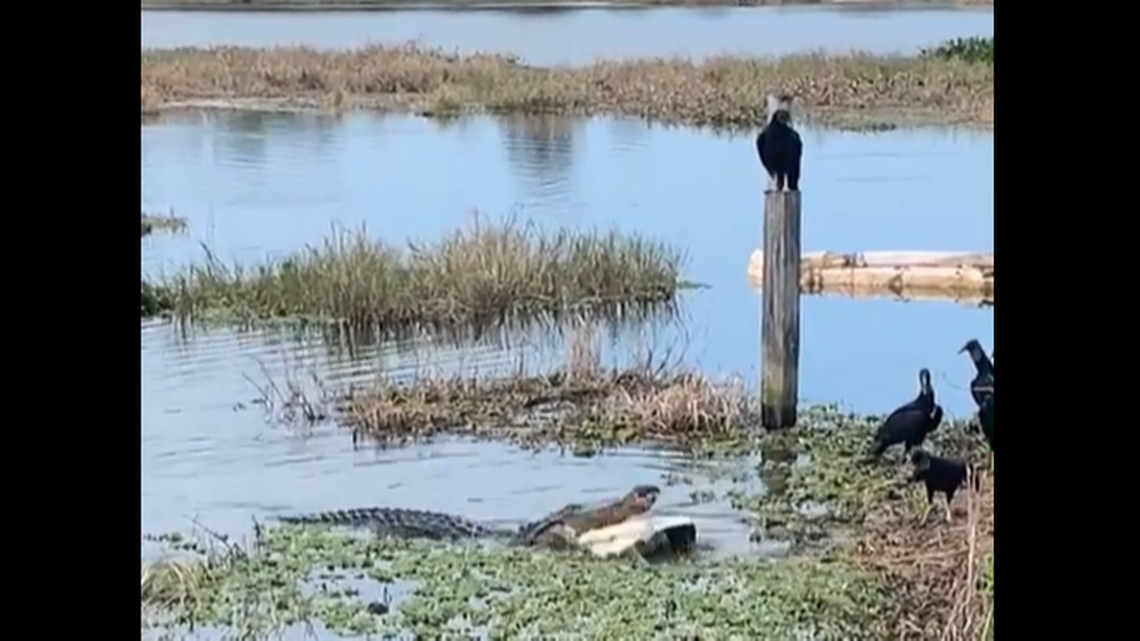 A standoff between an alligator and a wake of hungry vultures was caught on video in a Florida swamp, and at the center was a dead turtle prime for the eating.