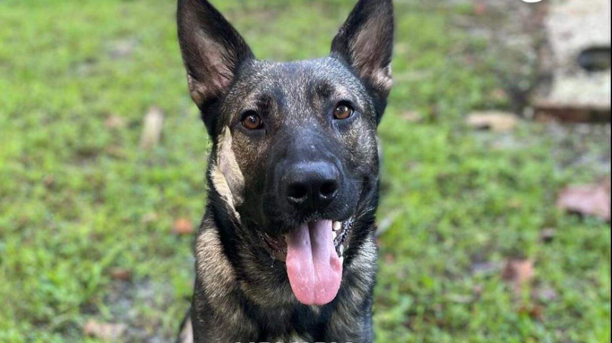 Ax, a K-9 with the Volusia County Sheriff’s Office