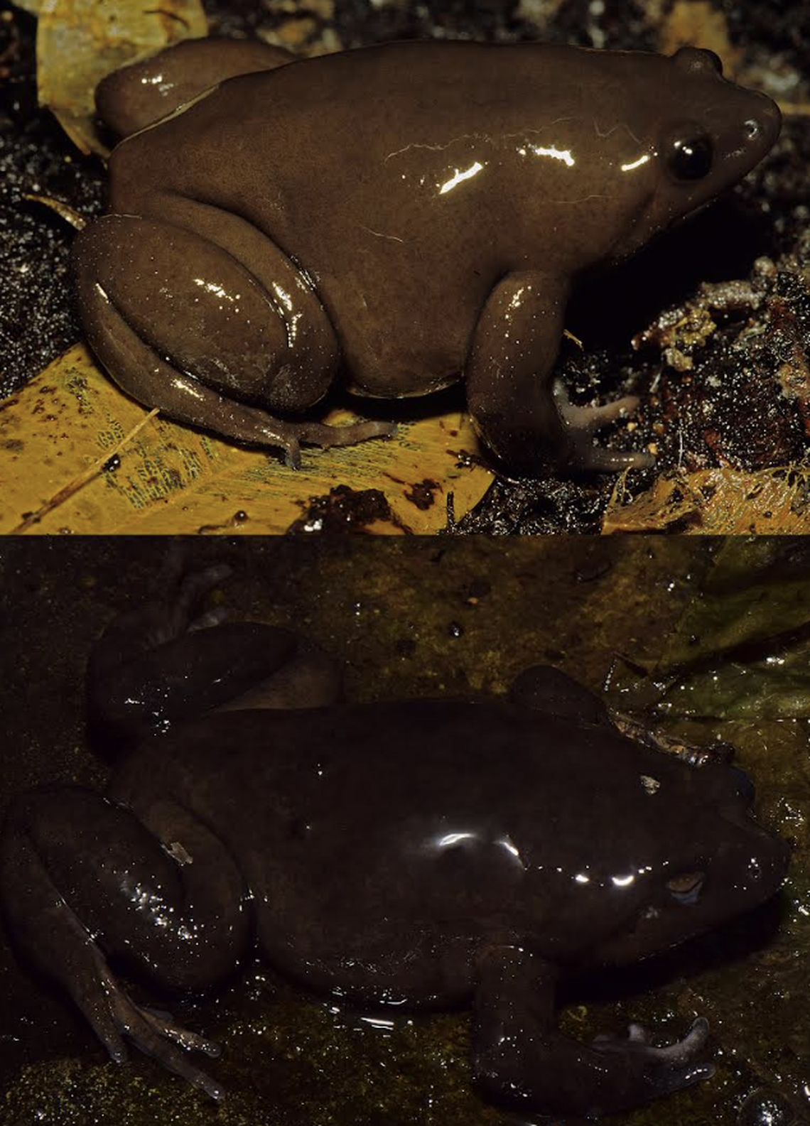“Nelson” went on to live a total of 38 years, the oldest tropical frog ever recorded.