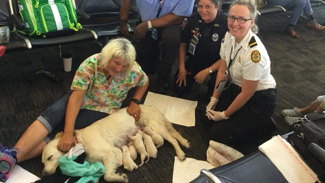 A service dog went into labor at Tampa International Airport just before boarding her flight to Philadelphia.