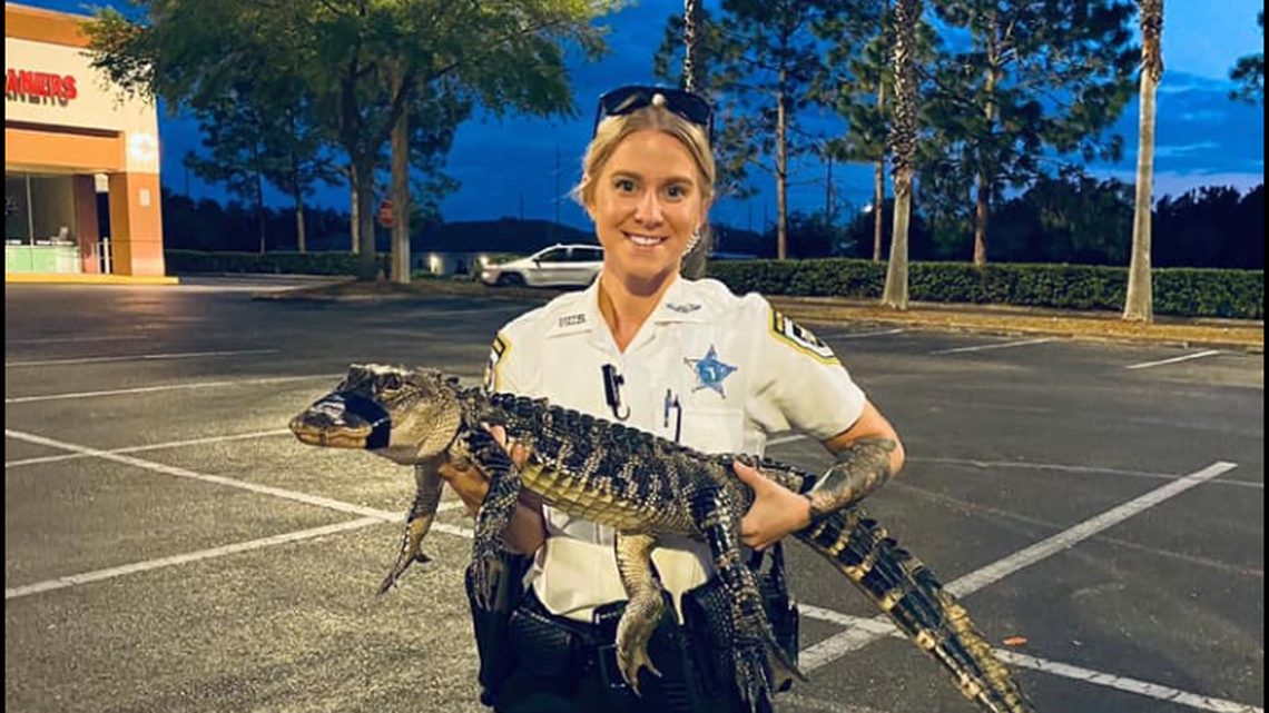 A deputy from the Hillsborough County Sheriff’s Office holds a gator that was hanging out a shopping plaza in Fishhawk, Florida