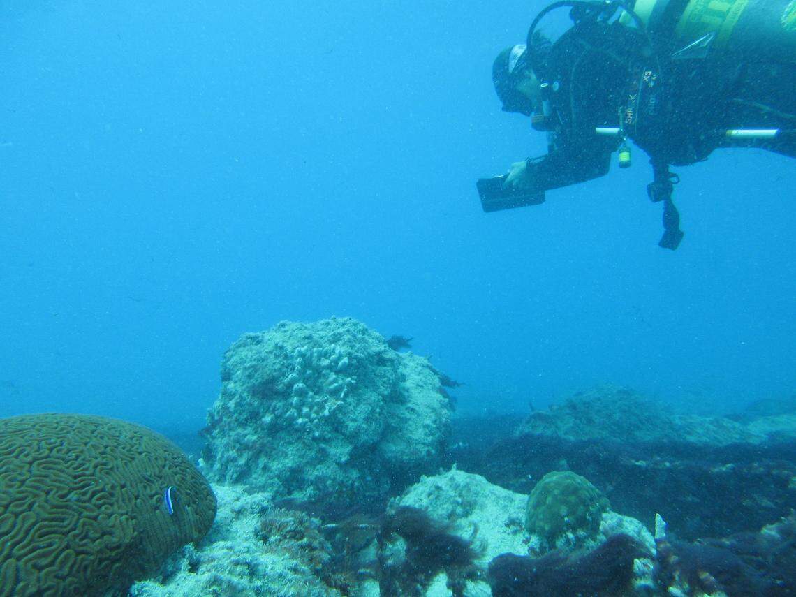 A diver inspects the Port of Miami artificial reef site A, just off the coast of Miami Beach. The Port moved 151 corals there in 2017, and it now plans to move about 4,600 more corals to the same spot.