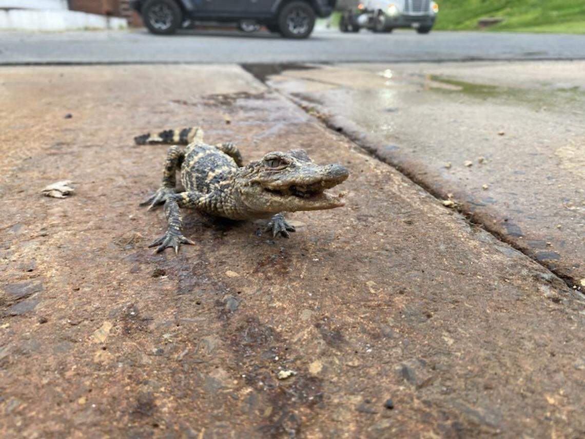 This alligator was found at a Lehigh County wastewater treatment plant.