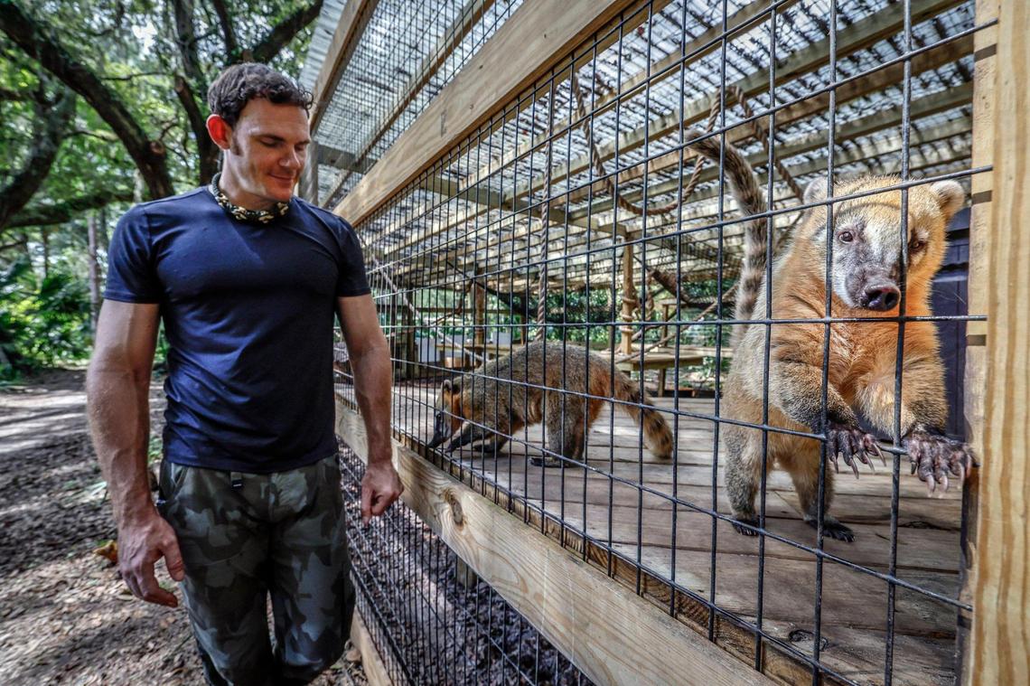 Chris Gillette walks by the coatimundis, an animal native to South America, on Wednesday, September 18, 2024. Gillette makes vlogs showing his 8 million followers across platforms how he cares for more than 100 animals at his animal sanctuary, Bellowing Acres in Ocala, Florida.