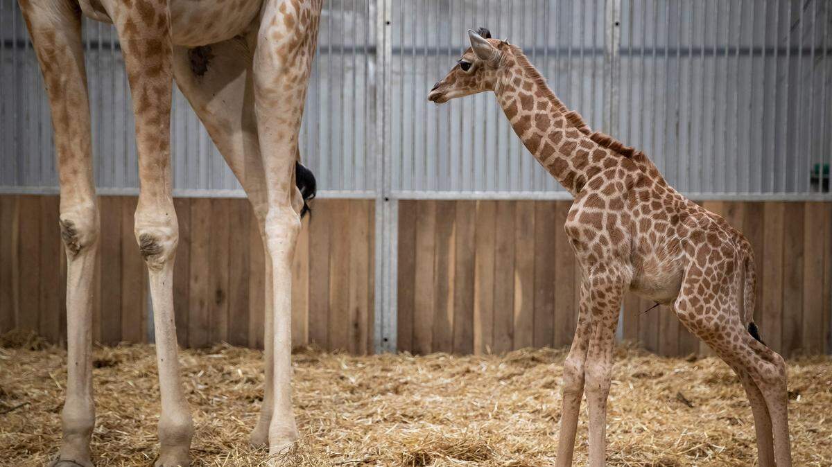 A two-day old giraffe calf stands in its enclosure on July 5, 2019, at the Paris Zoological Park in Vincennes, outside Paris. (Photo by Thomas SAMSON / AFP) (Photo by THOMAS SAMSON/AFP via Getty Images)