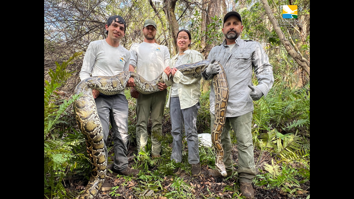 Conservancy of Southwest Florida staff holding a 16-foot, 130-pound female Burmese python captured while tracking a male scout snake. Shown are Jason Edelkind (field tech), Ian Easterling (biologist), Kathryn Koo (graduated intern) and Ian Bartoszek (biologist).