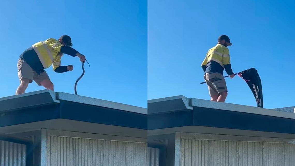 A snake catcher wrangled an extremely venomous snake from a rooftop in Australia, a video shows.