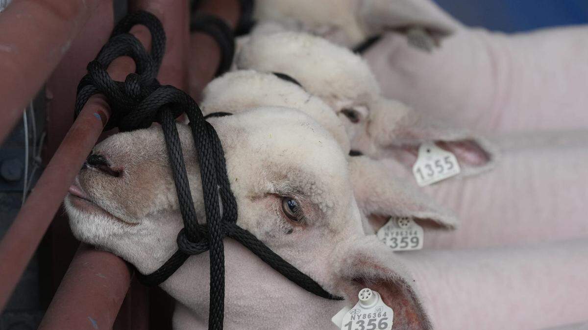 The destruction and banning of books paved the way to a sheep mentality during World War II.