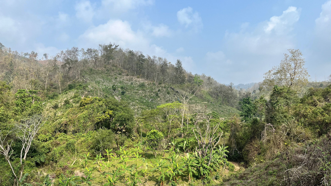 In a preserve in eastern India, a nocturnal creature made multiple appearances on a trail camera.