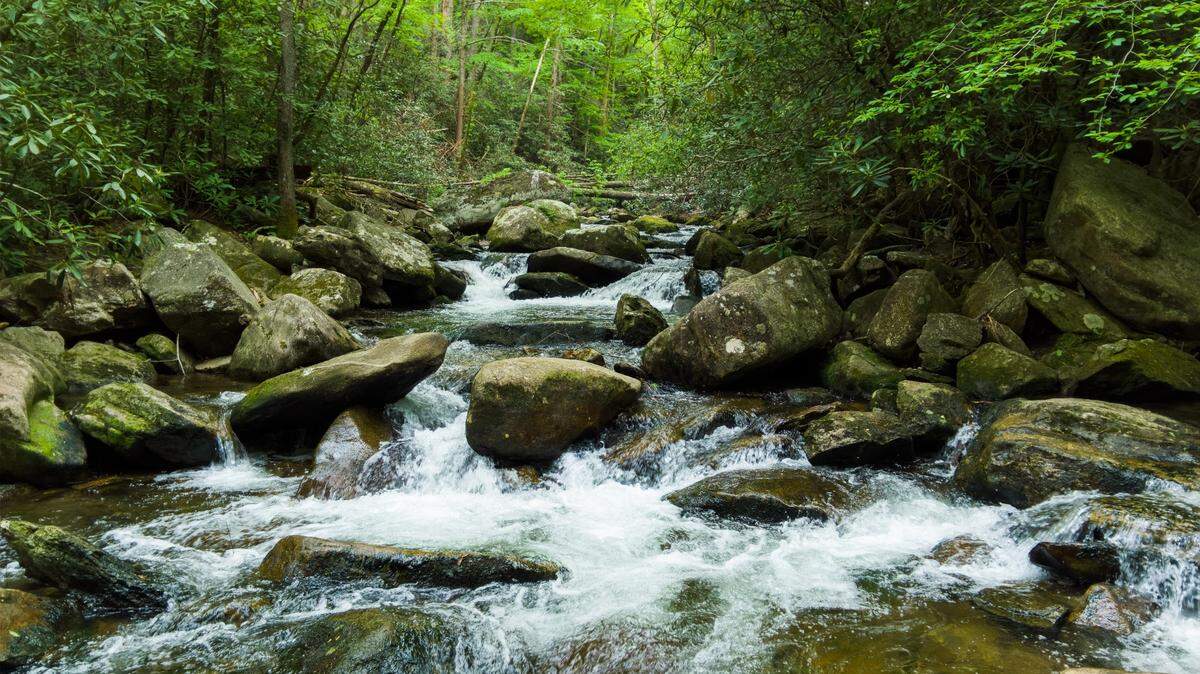 The new species of freshwater crabs was discovered beneath large stones in streams in Taiwan, according to a new study.