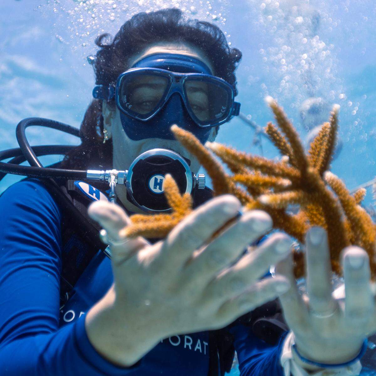 A University of Miami Rosenstiel School scientist collects healthy coral from the Paradise Reef nursery to be outplanted on an adjacent reef in Key Biscayne in 2023, part of an effort to identify and better understand the heat tolerance of certain coral species and genotypes during bleaching events. 