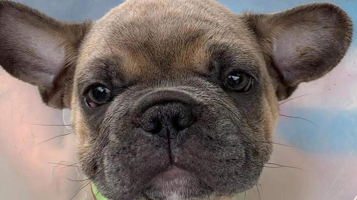 Dogs with flat faces, including French bulldogs, Boston terriers and boxers, have many health issues, from sleep apnea to coughing and difficulty breathing.