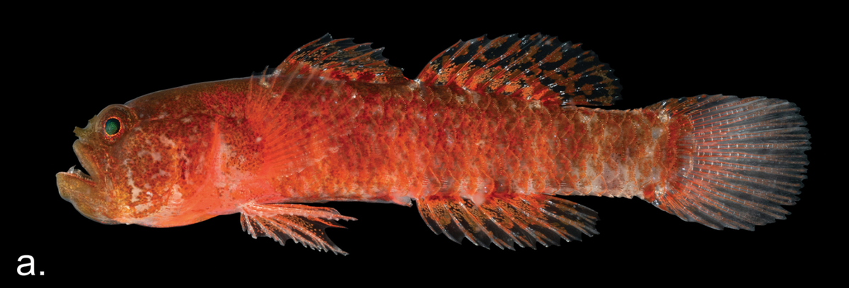 The curved mouth of the gives it a permanent frown, earning its grumpy name, researchers said.