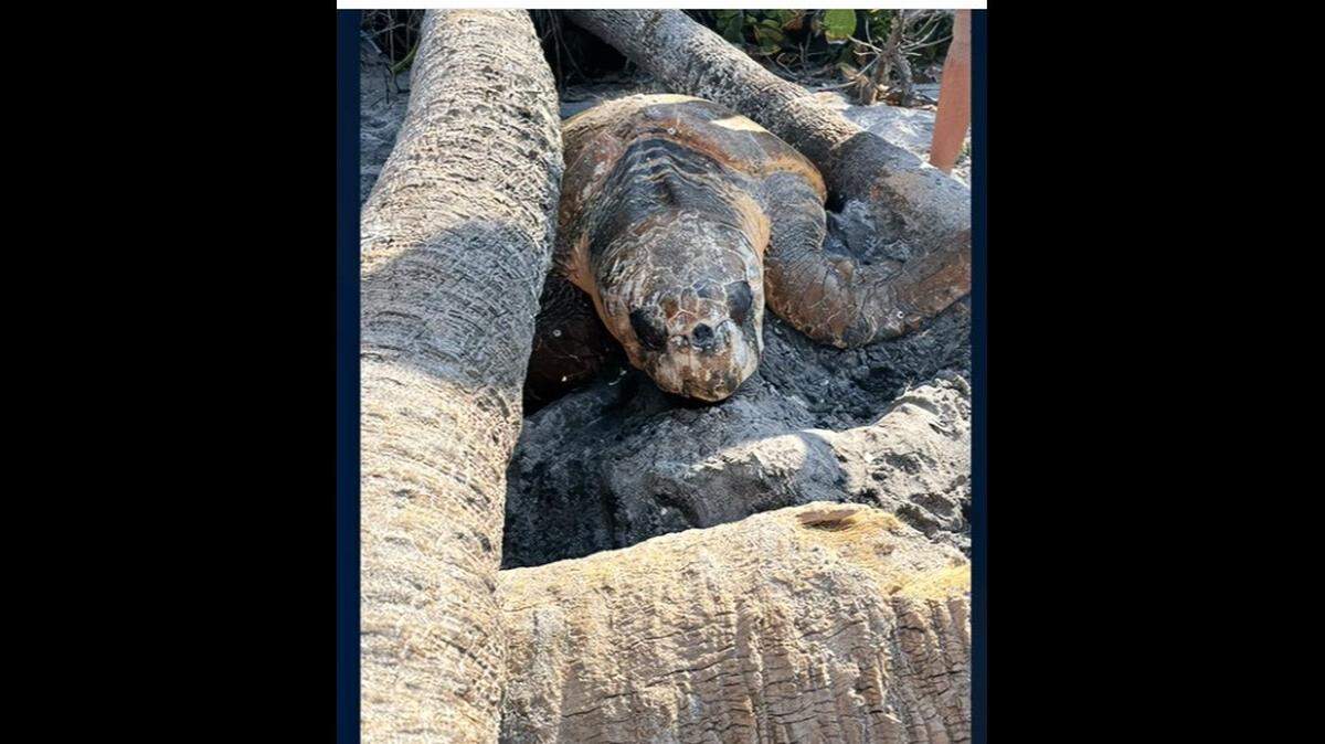 Volunteers helped save a trapped loggerhead turtle that was stuck between two trees in Southwest Florida/Coastal Wildlife Club