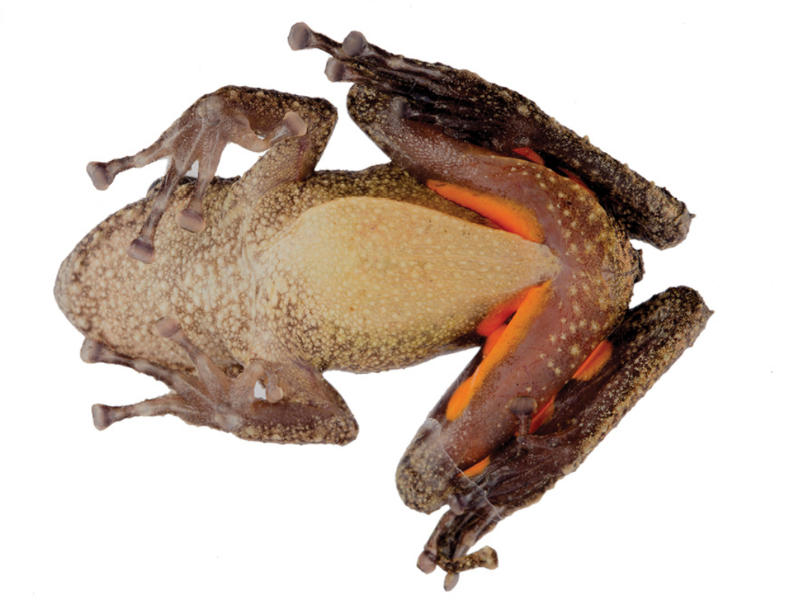 The underside of Scinax pyroinguinis.